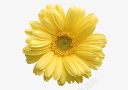 黄色唯美花朵修饰花语素材