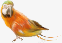 彩色彩绘金刚鹦鹉回头素材