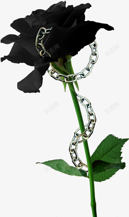 黑色的鲜花png免抠素材_88icon https://88icon.com 花朵 鲜花 黑色的花 黑色的花蕊
