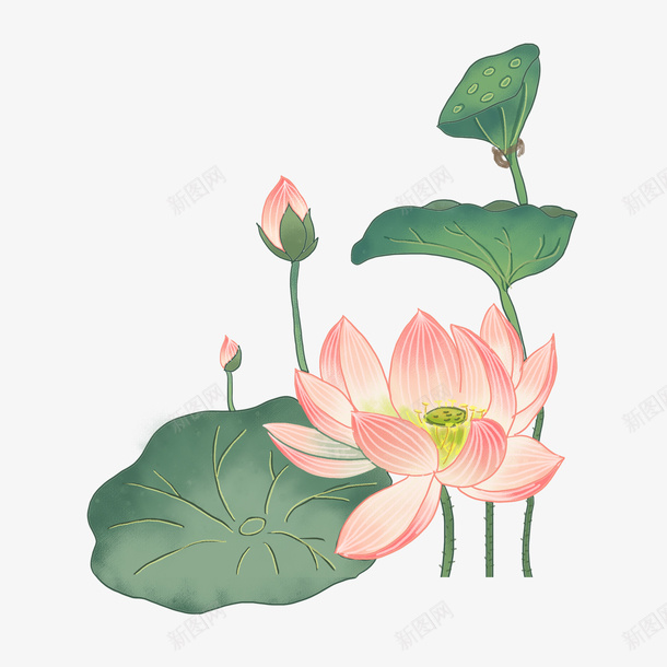 荷花荷叶夏日png免抠素材_88icon https://88icon.com 夏日 荷叶 荷花 莲蓬