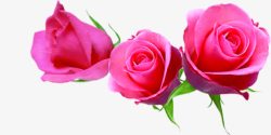 玫瑰粉色七夕情人节素材