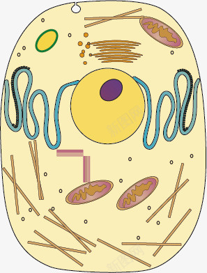动物细胞模式图png免抠素材_88icon https://88icon.com 动物细胞 图片 手绘 细胞
