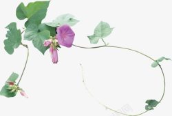 创意合成效果牵牛花效果素材