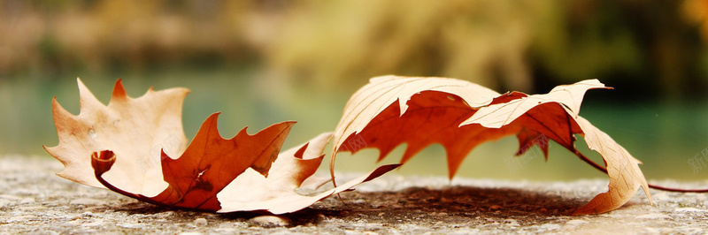 秋季落叶风景摄影50背景