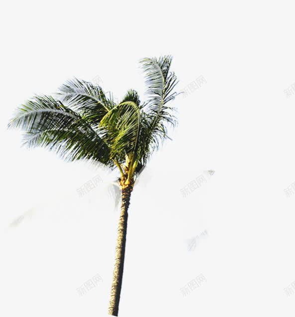 被风吹动的椰子树png免抠素材_88icon https://88icon.com 吹动 椰子树