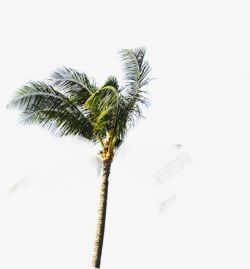 被风吹动的椰子树素材