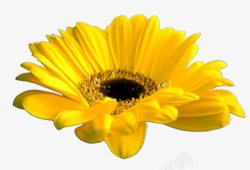 黄色向日葵花朵植物花朵素材
