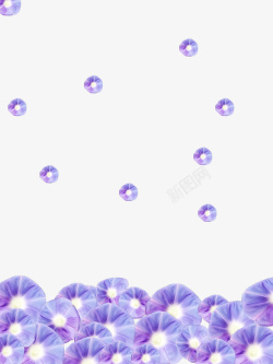 紫色喇叭花花朵素材