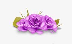 紫色玫瑰花朵素材