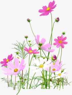 粉色手绘花朵郊外植物素材