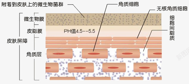 皮肤细胞png免抠素材_88icon https://88icon.com 卡通 皮肤 皮肤细胞 素材 细胞