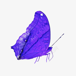 蝴蝶紫蝴蝶素材
