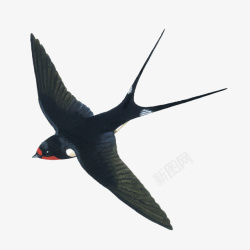 鸟类的翅膀飞翔可爱风燕子元素高清图片
