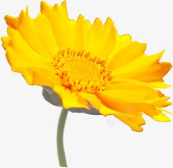 黄色鲜花现代风景素材