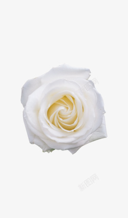 单朵单朵白玫瑰高清图片