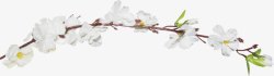 树枝白色花朵装饰素材