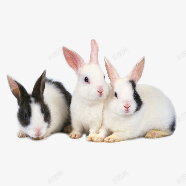 呆萌兔子图案png免抠素材_88icon https://88icon.com 兔子 呆萌 图形 小兔子 摄影 文艺 生物世界 白色 素材免抠 野生动物