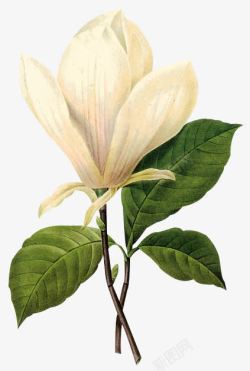 白色花朵绿叶植物素材