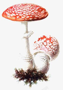 红蘑菇红蘑菇高清图片