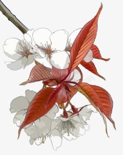 手绘白色花朵红色树叶素材
