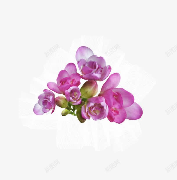 丝巾装饰花朵png免抠素材_88icon https://88icon.com 白色透明丝巾 紫色花朵 花苞