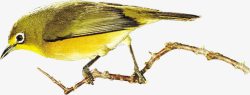 枝头的黄鹂鸟素材