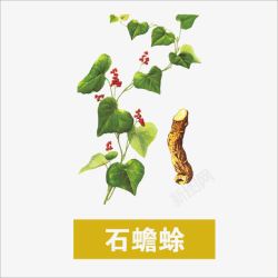 石蟾蜍草药高清图片