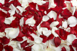 红玫瑰花边唯美花瓣堆放背景高清图片