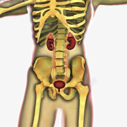 骨盆关节插图素材