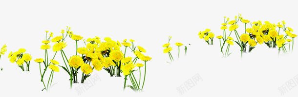 植物花朵黄色海报小清新png免抠素材_88icon https://88icon.com 植物 海报 清新 花朵 黄色