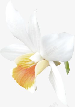摄影白色的花卉植物效果素材