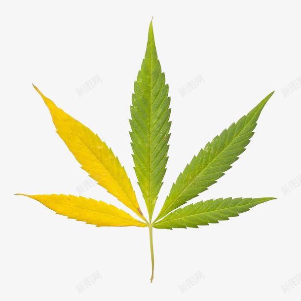 印度大麻png免抠素材_88icon https://88icon.com 农业 印度大麻 叶子 大麻 大麻叶 实物 种植 药品 香烟 高清图片 麻