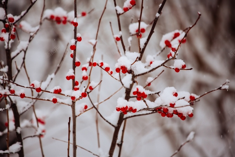 雪天里的果子jpg设计背景_88icon https://88icon.com 下雪 果子 植物 雪天