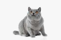 抬头看的猫猫高清图片