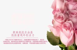 粉色玫瑰花素材