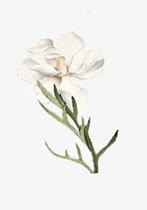 白色清新水彩花朵素材
