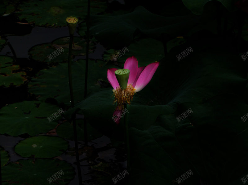 夏天的荷花十一jpg设计背景_88icon https://88icon.com 夏天 植物 荷花 高级黑