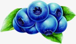 手绘蓝莓手绘水果素材