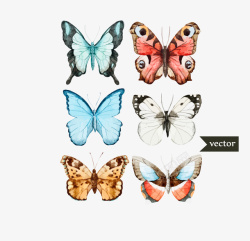 彩色蝴蝶标本矢量图素材