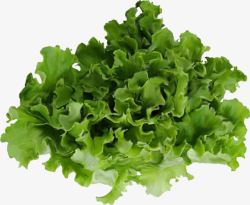 绿色生菜素材