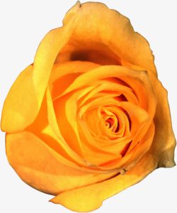 一朵含苞待放的黄玫瑰素材