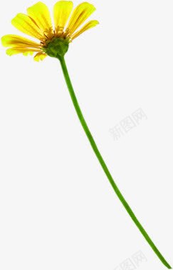 黄色唯美水彩花朵png免抠素材_88icon https://88icon.com 水彩 花朵 设计 黄色