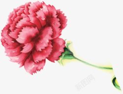 粉红色花朵植物手绘素材