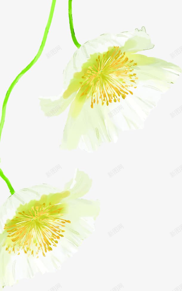 手绘插画卡通植物白色花朵png免抠素材_88icon https://88icon.com 卡通 插画 植物 白色 花朵