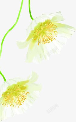 手绘插画卡通植物白色花朵素材