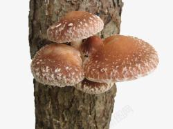 长在树干上的蘑菇素材