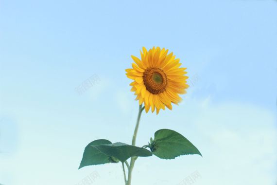 夏天蓝天植物花向日葵黄色花朵背景