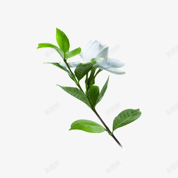 茉莉花花绿植小草png免抠素材_88icon https://88icon.com 小草 绿植 花 茉莉花
