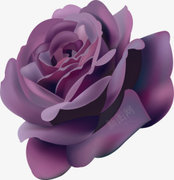 紫色玫瑰矢量图素材