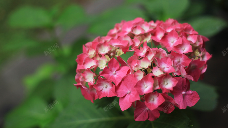 红色的绣球花一jpg设计背景_88icon https://88icon.com 植物 红色 绣球 美 花卉